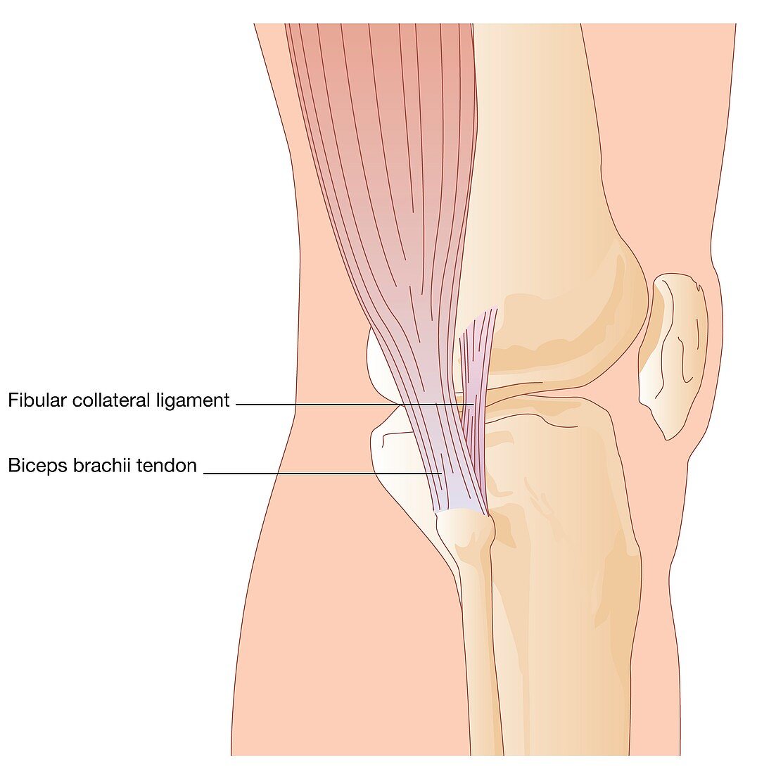 Knee in lateral view,artwork