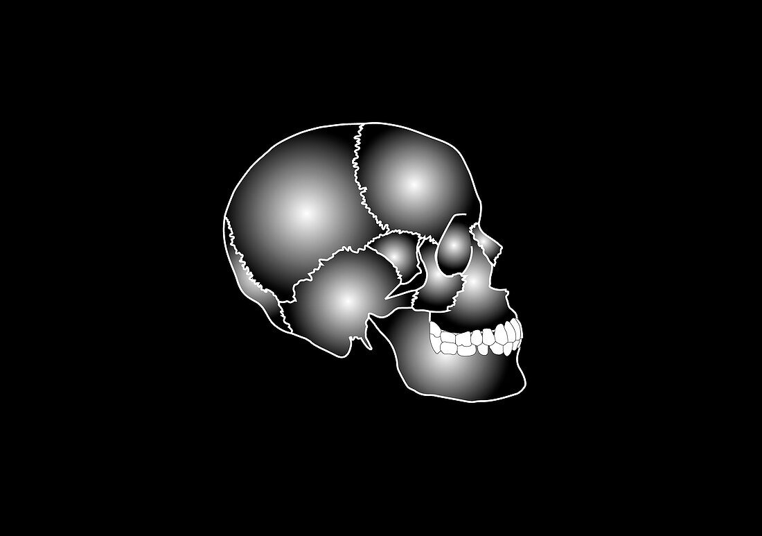Human skull anatomy,artwork