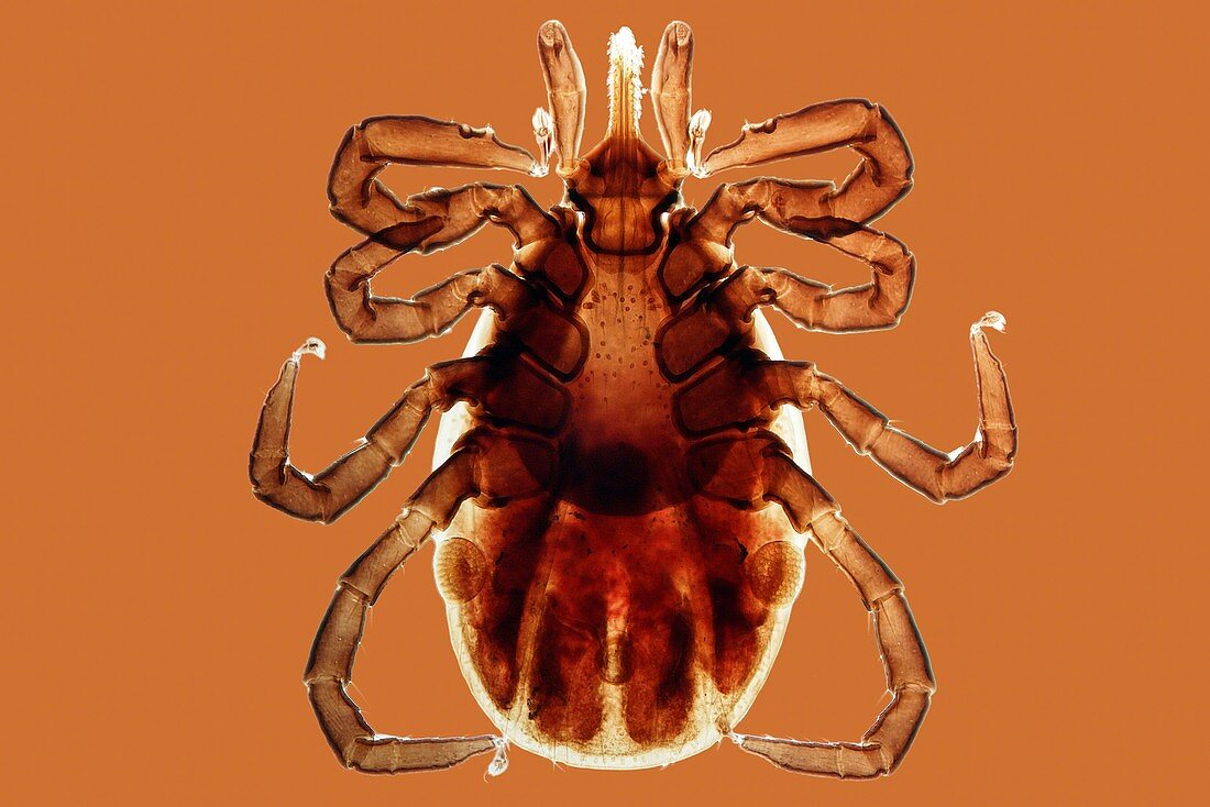 Tick,light micrograph