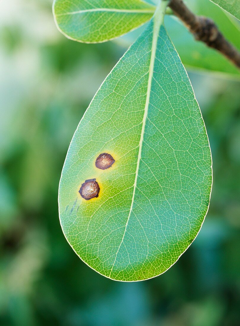 Leaf spot on pittosporu