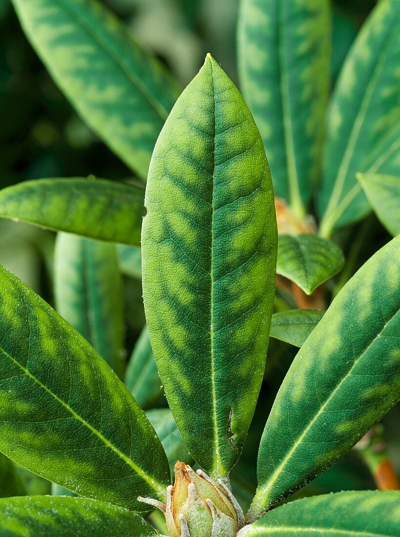 Iron deficiency on Rhodendron