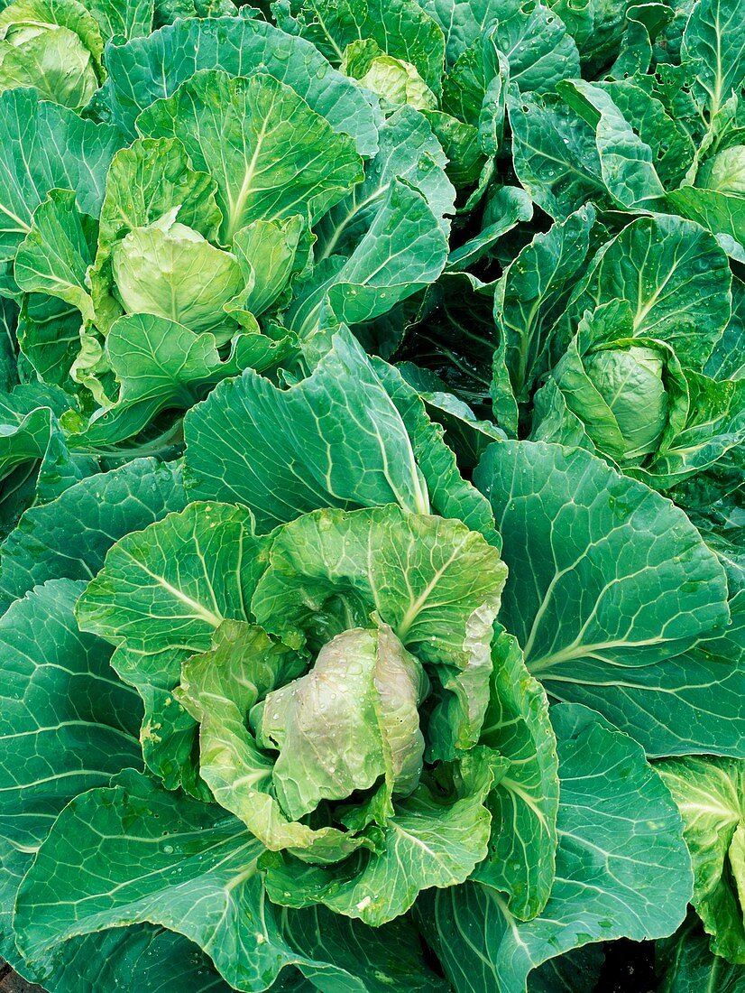 Cabbage 'Golden Acre Primo II'