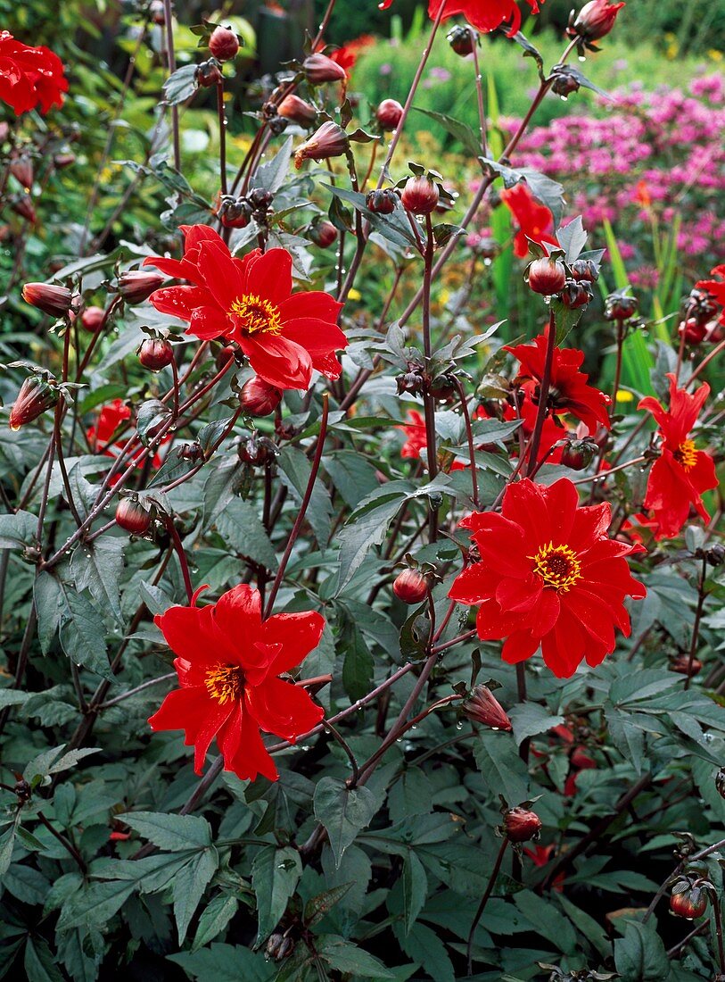 Dahlia 'Bishop of Llandaff'