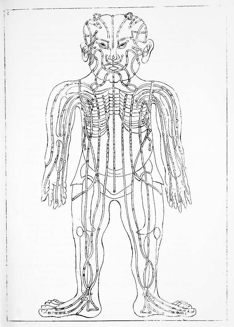 Circulatory system,17th century
