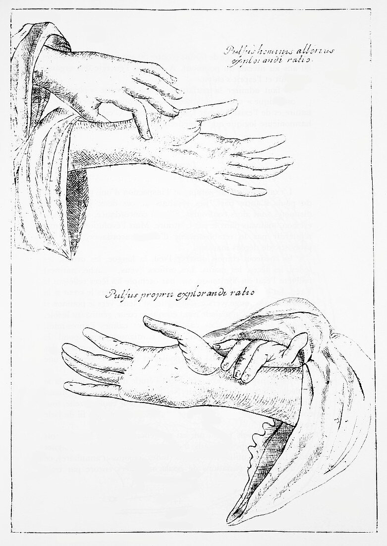 Wrist pulse,17th century