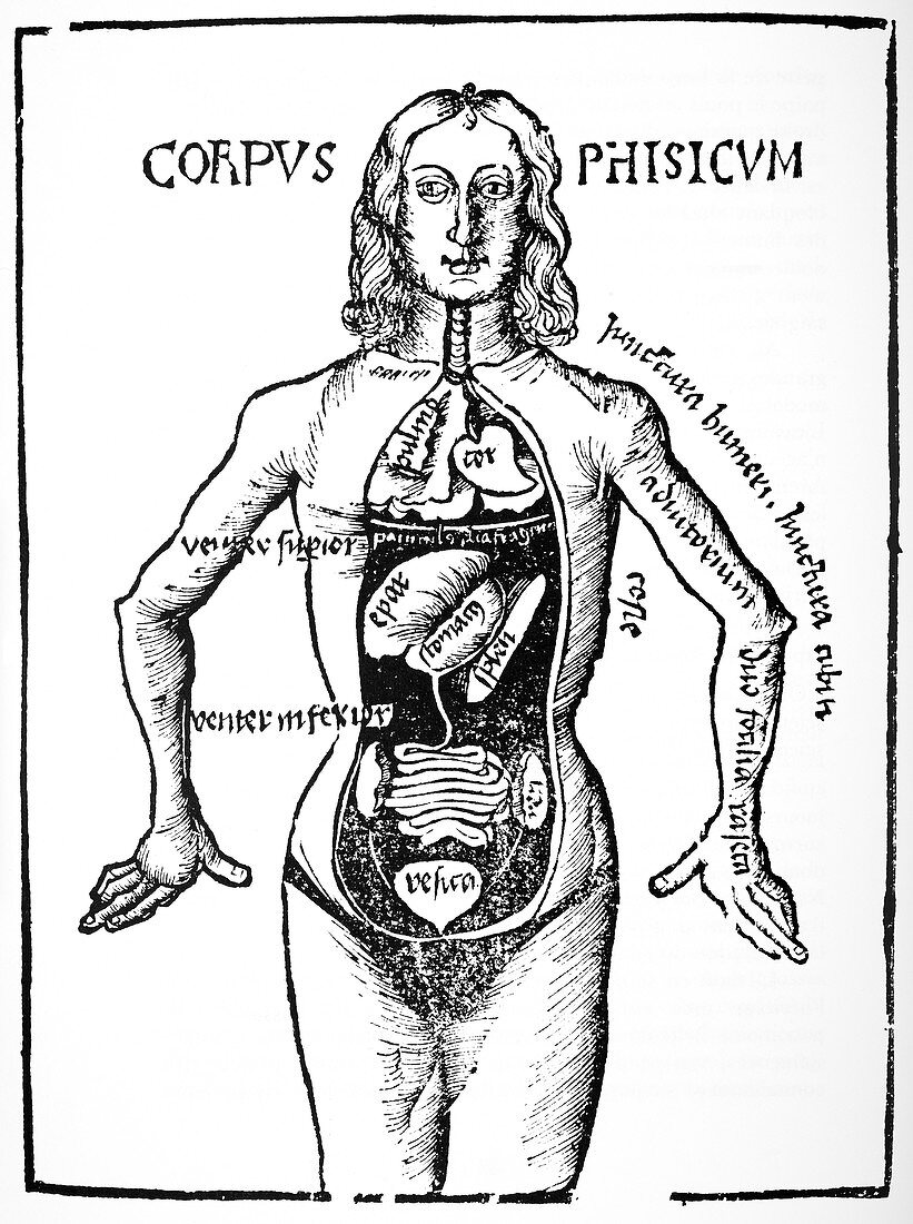 Anatomical dissection,16th century