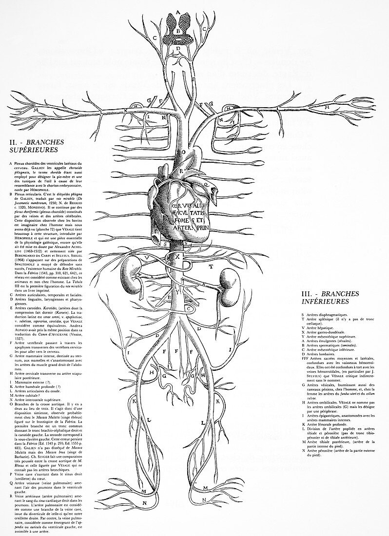 Circulatory system,16th century
