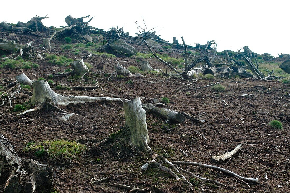 Cleared woodland,Shropshire