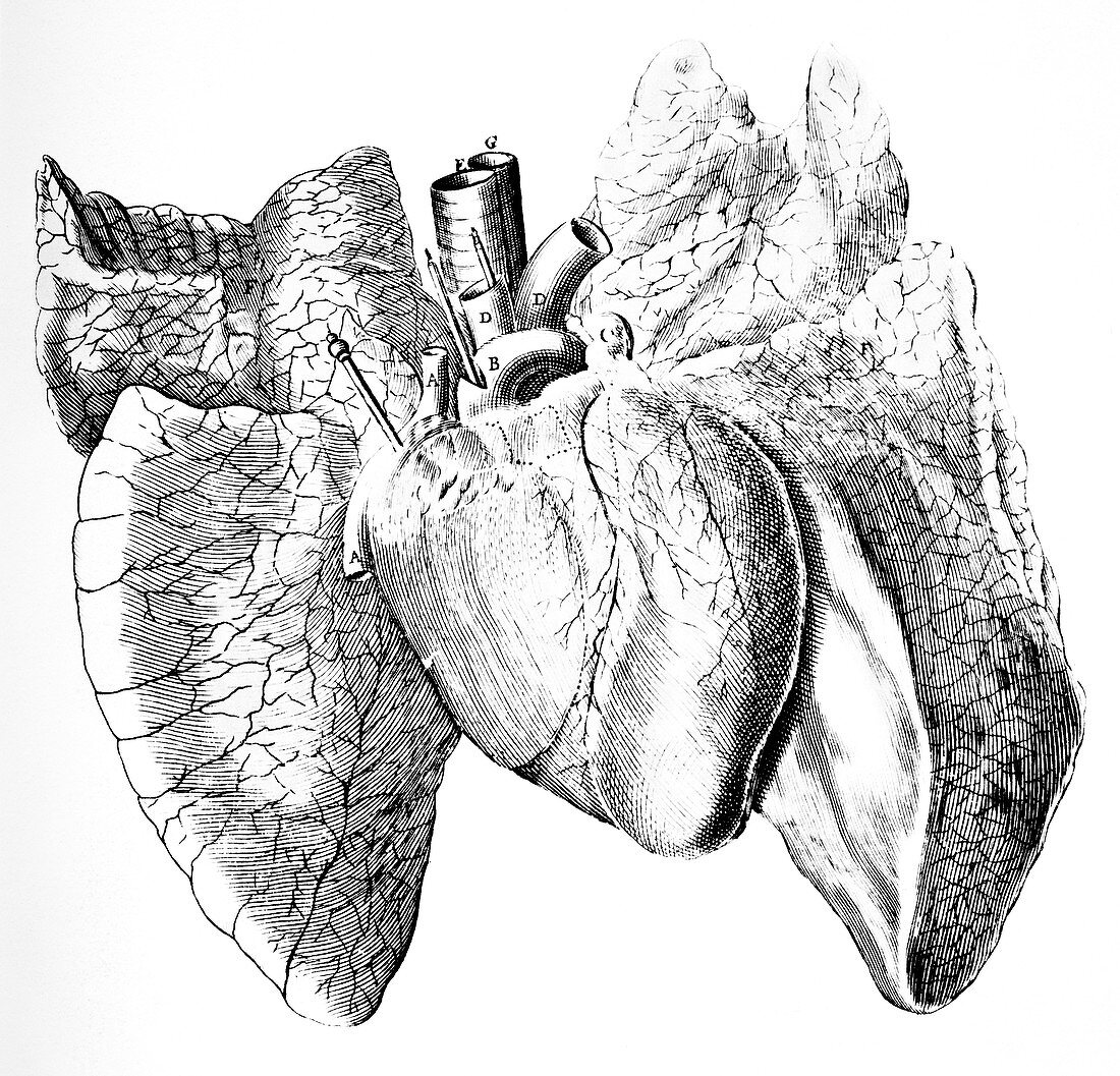 Heart and lung anatomy,17th century