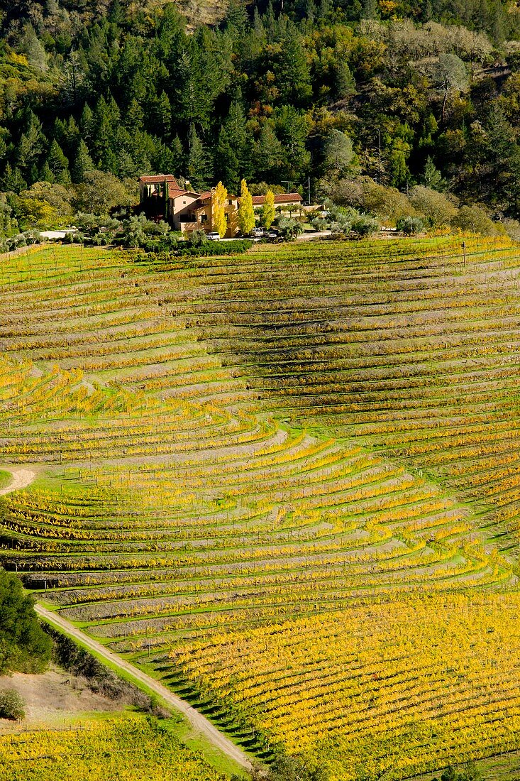 Napa Valley vineyards,USA