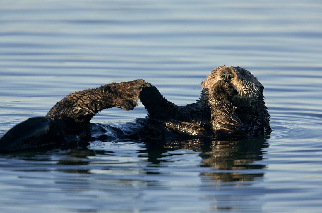 Sea Otters,USA