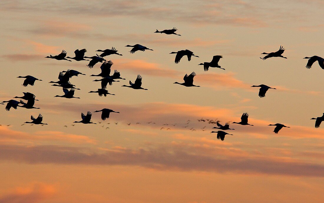 Lesser Sandhill Cranes,USA