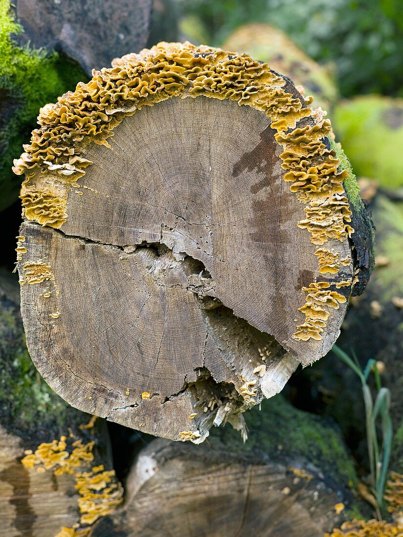 Sawn sycamore trunk