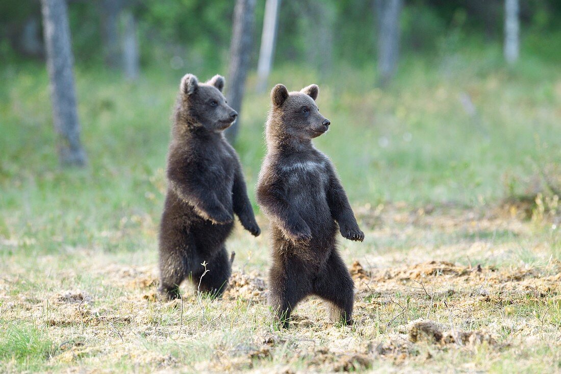 Brown bear cubs