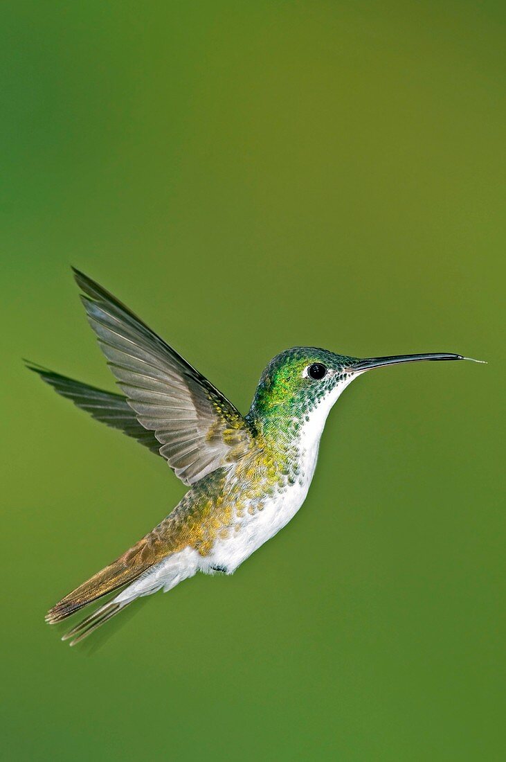 Andean emerald hummingbird