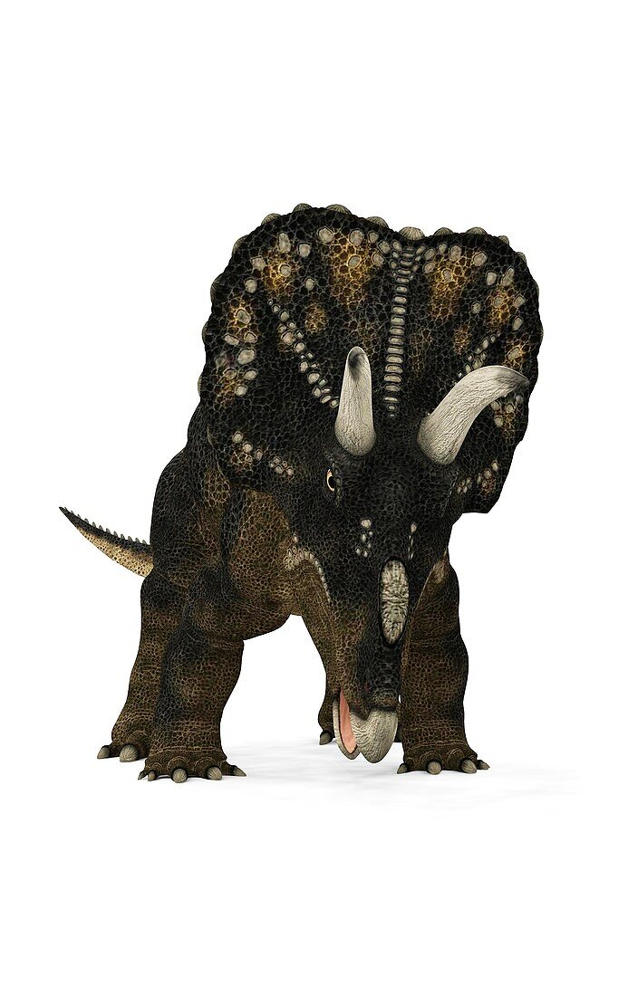 Nedoceratops dinosaur