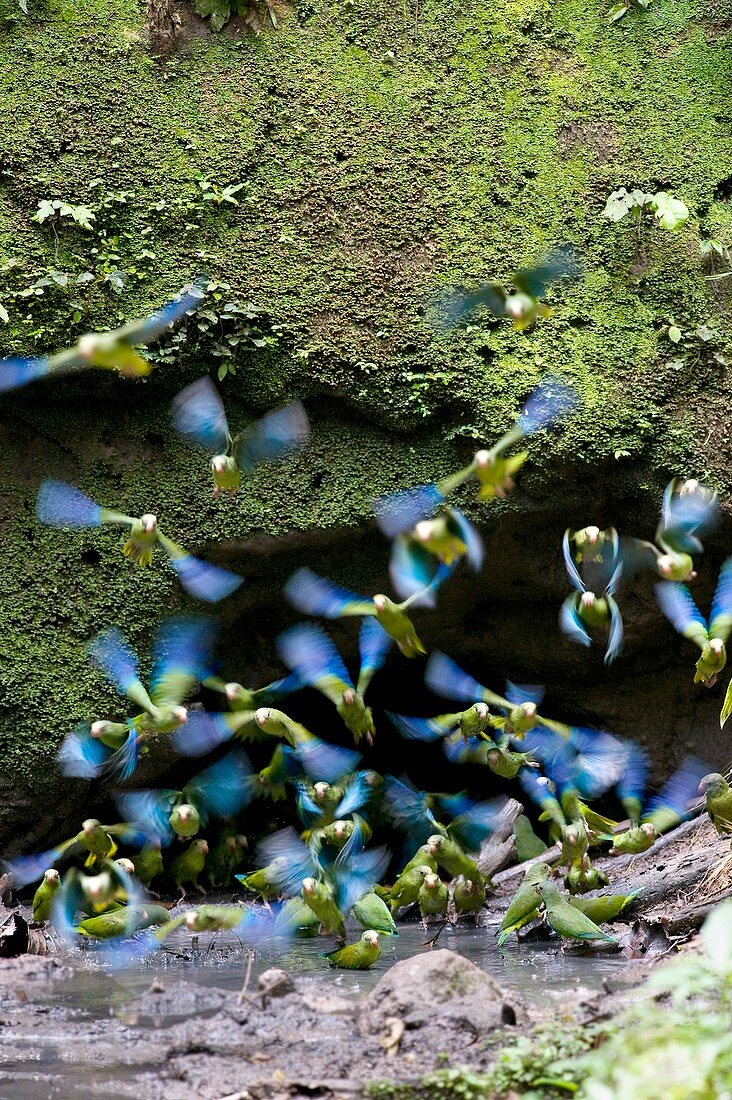 Cobalt-winged parakeets