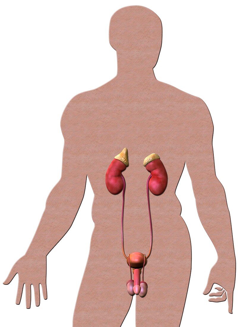 Male genitourinary system,artwork