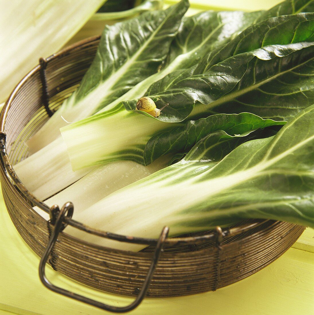 Chard Leaves with a Snail in a Basket