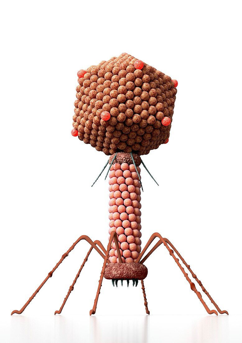 Bacteriophage,artwork