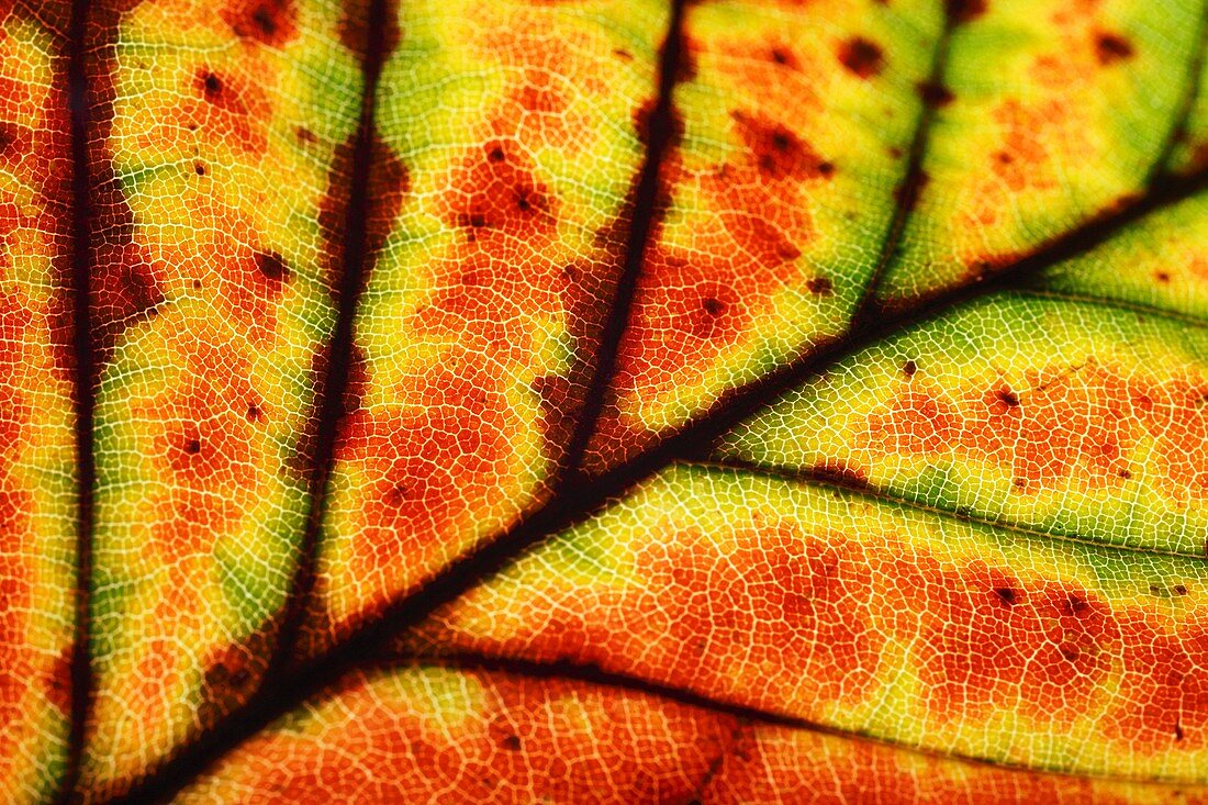 Backlit autumnal leaf