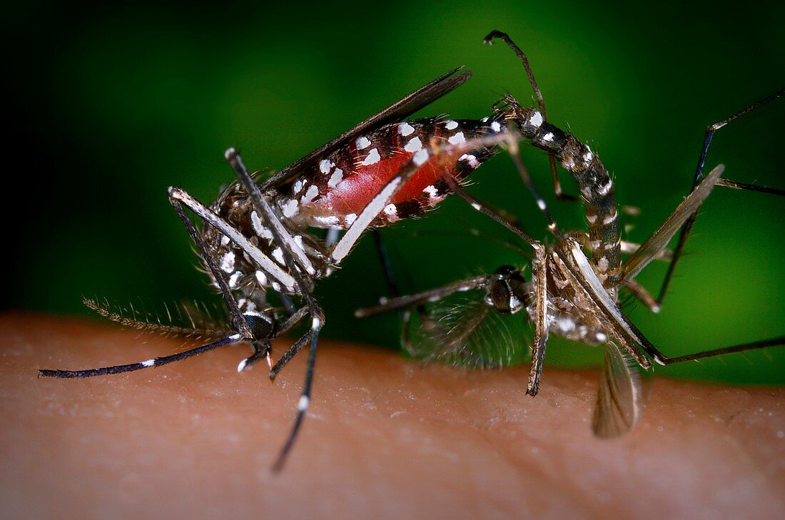 Asian tiger mosquitoes mating