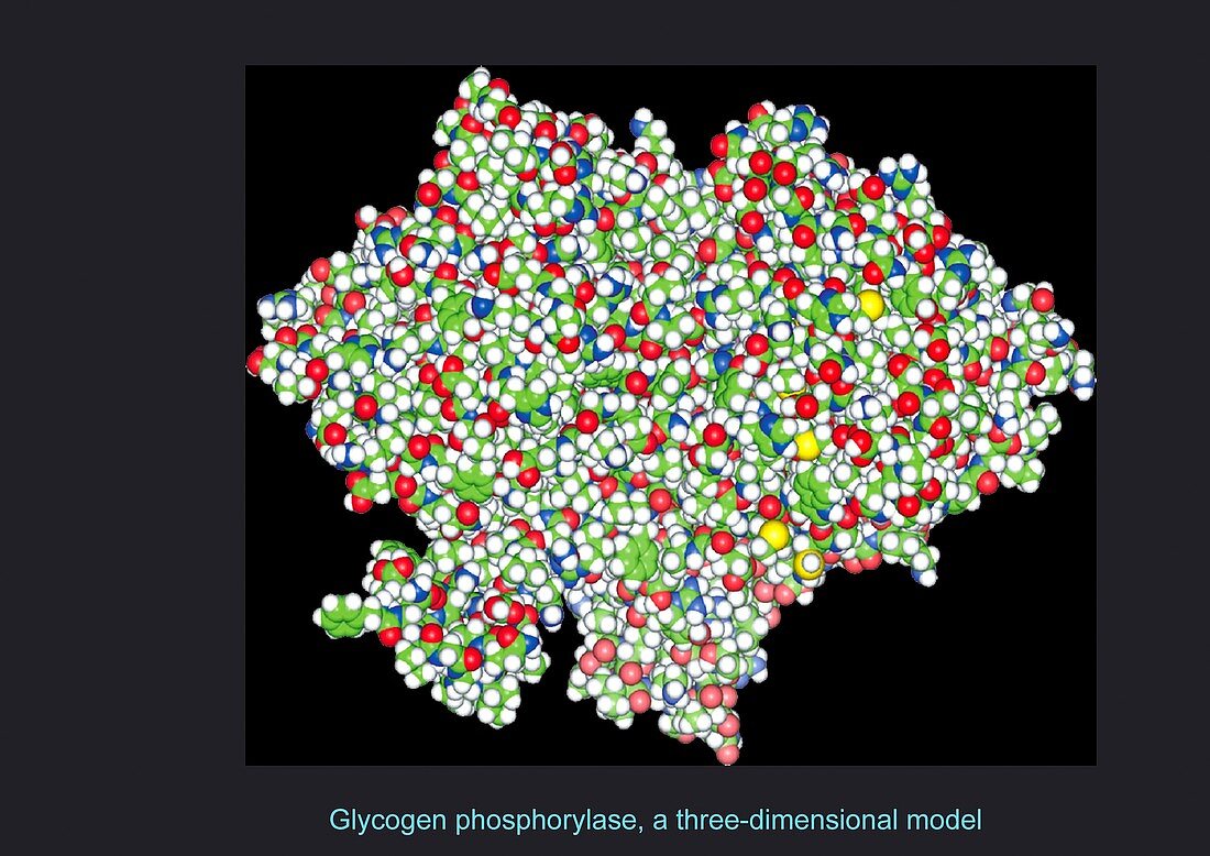 Glycogen phosphorylase,molecular model