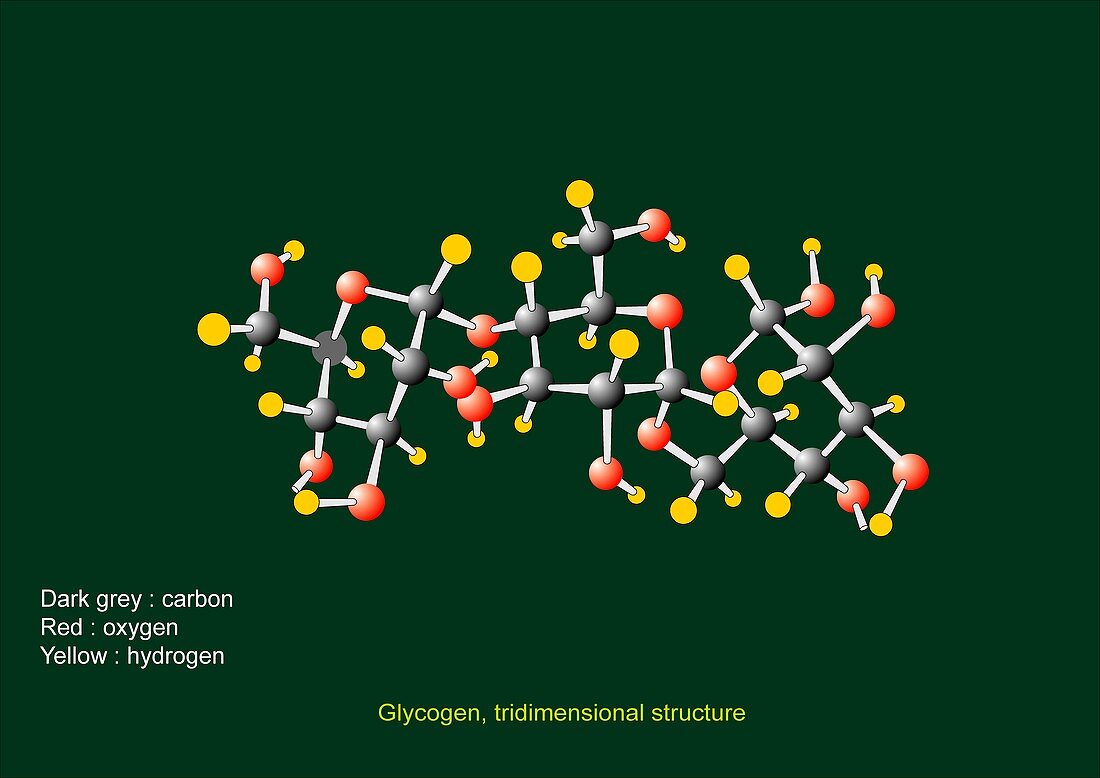 Glycogen units,molecular model