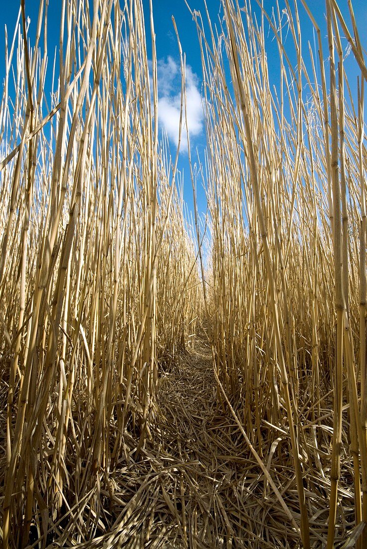 Commercial energy crop