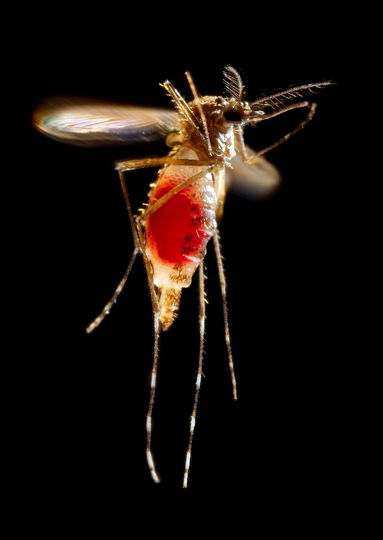 Mosquito taking flight