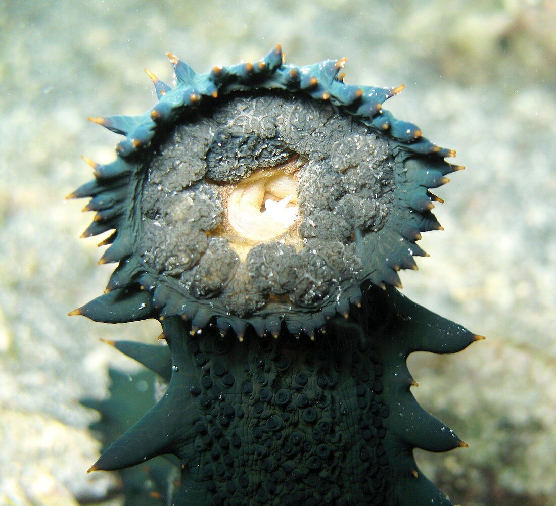 Sea cucumber