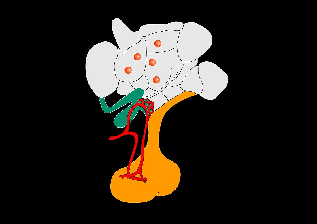 Hypothalamus and hypophysis,artwork