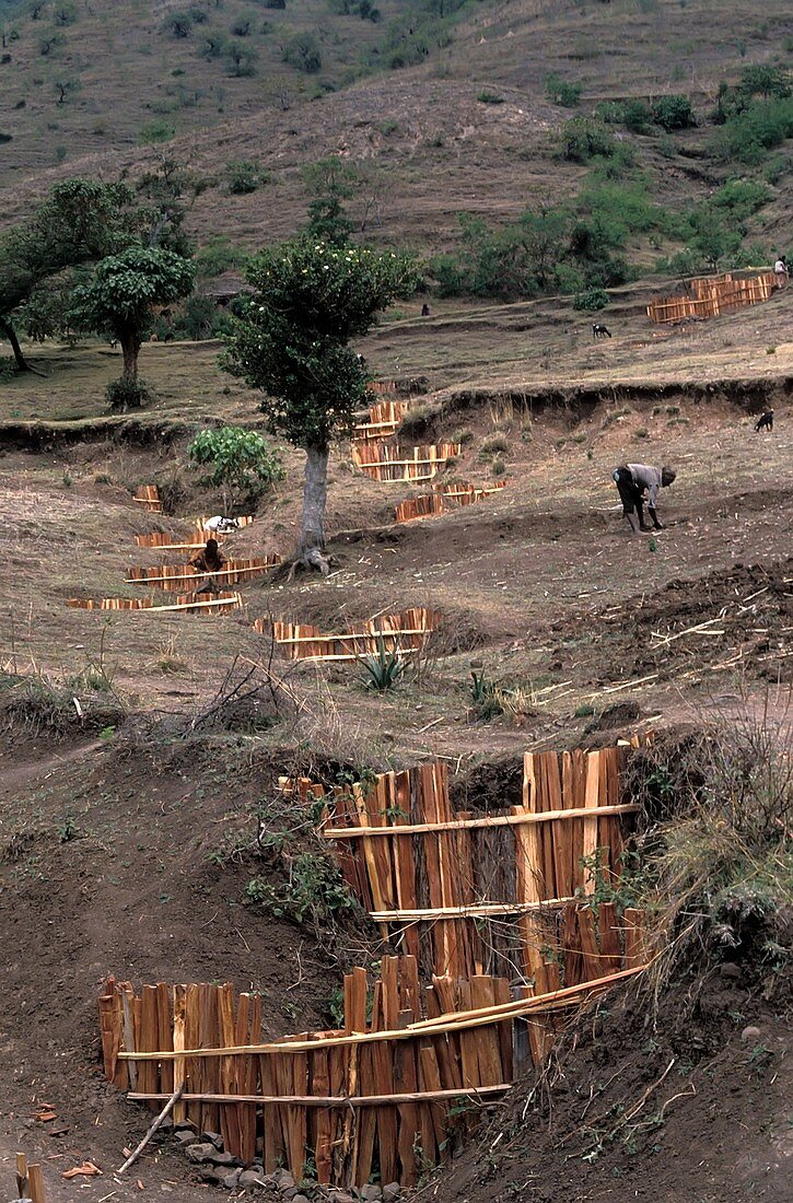 Ethiopian deforestation