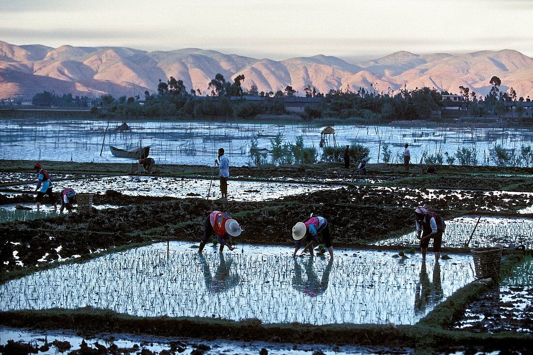 Bai rice cultivation,China
