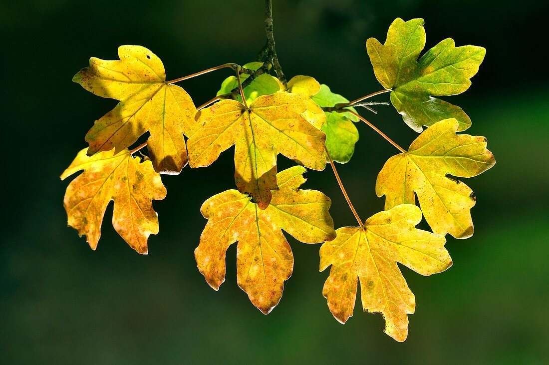 Field Maple (Acer campestre)