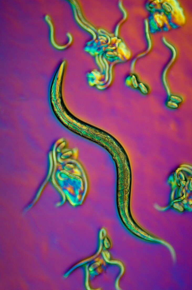 C. elegans worms,light micrograph