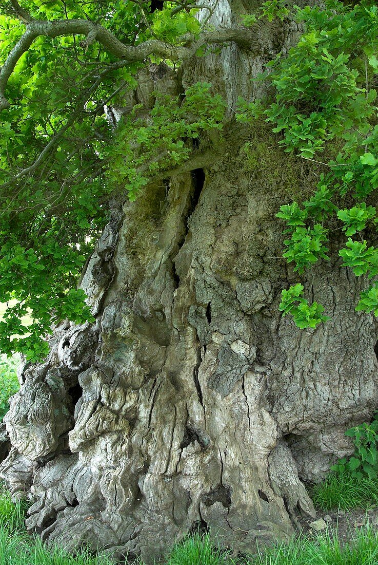 Ancient English oak (Quercus robur) tree