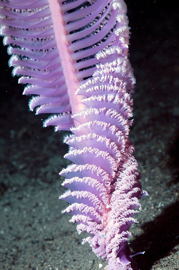 Purple sea pen