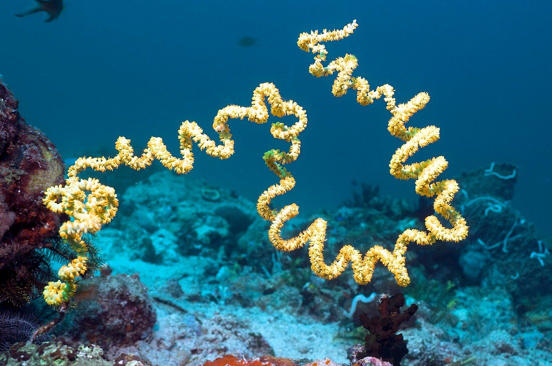 Spiral wire coral on a reef