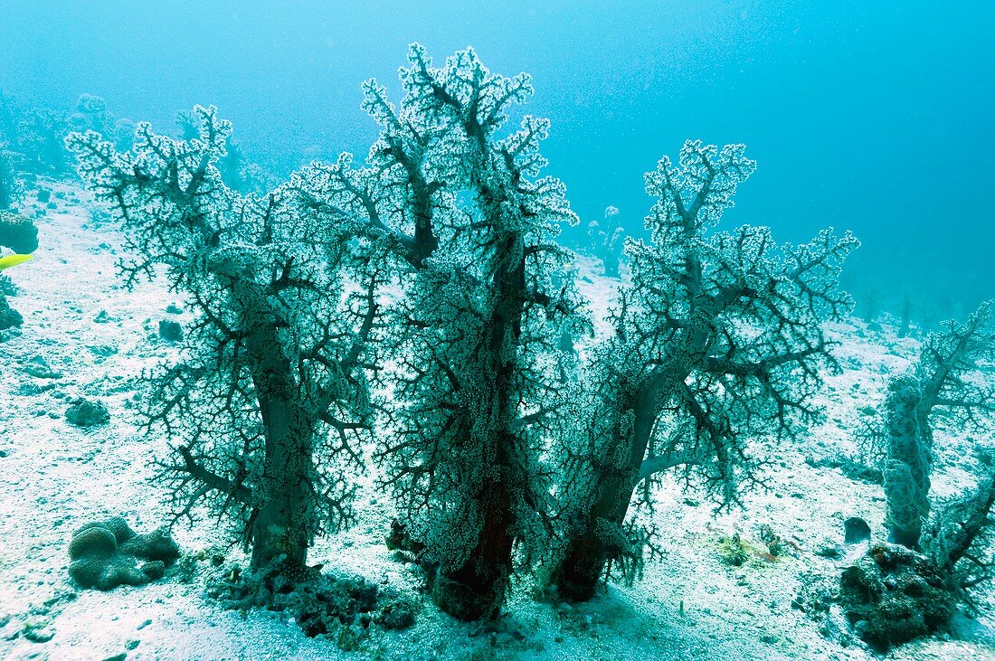 Soft corals on the seabed
