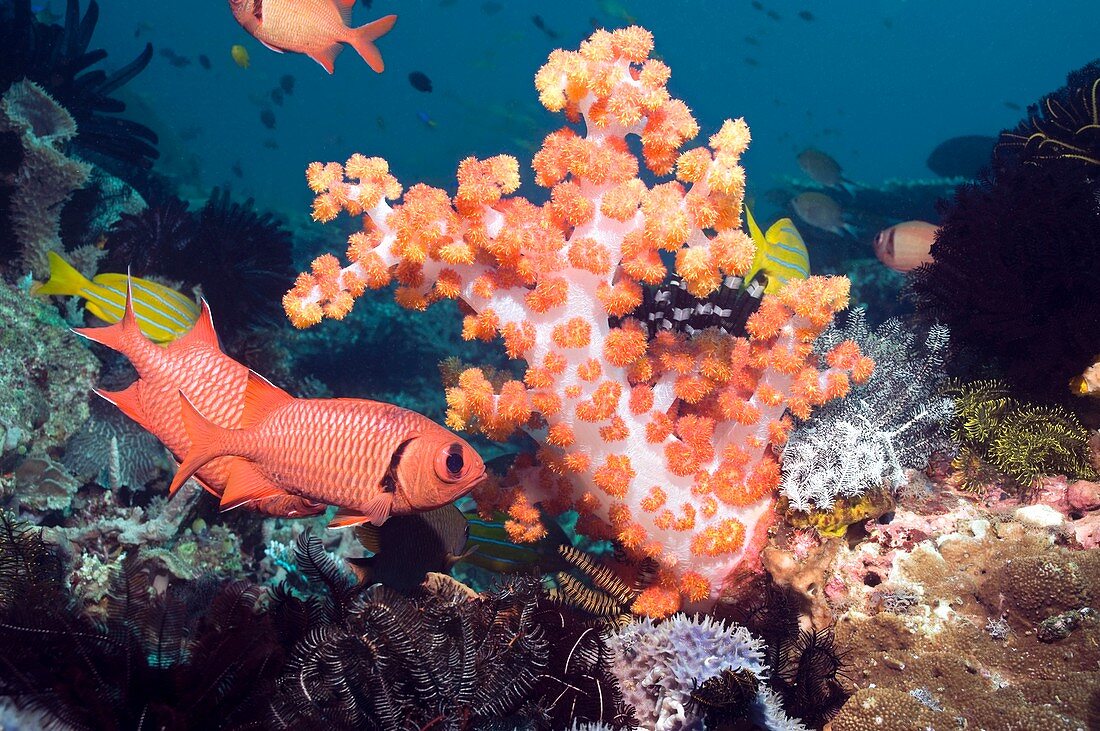 Blotcheye soldierfish and soft coral
