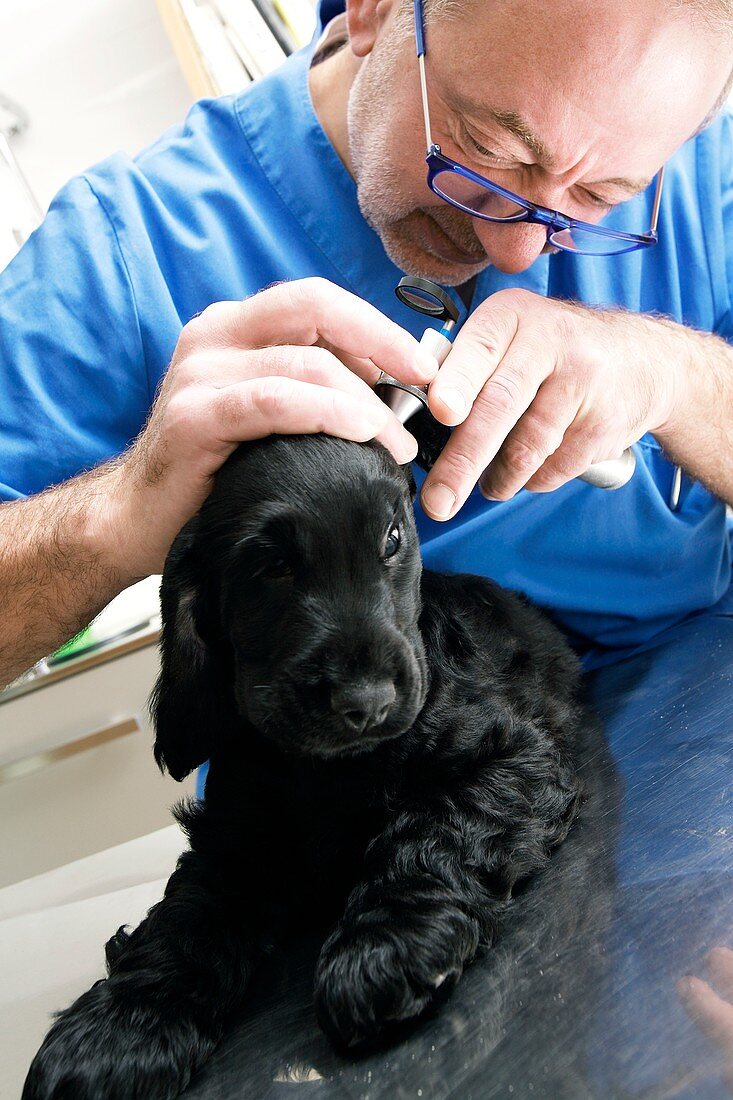 Vet examining a dog's ears