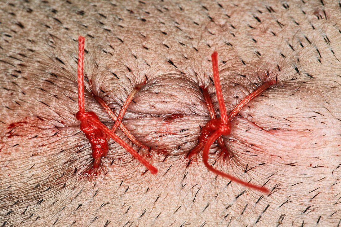 Stitched animal wound