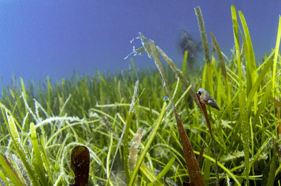Sea snail on seagrass