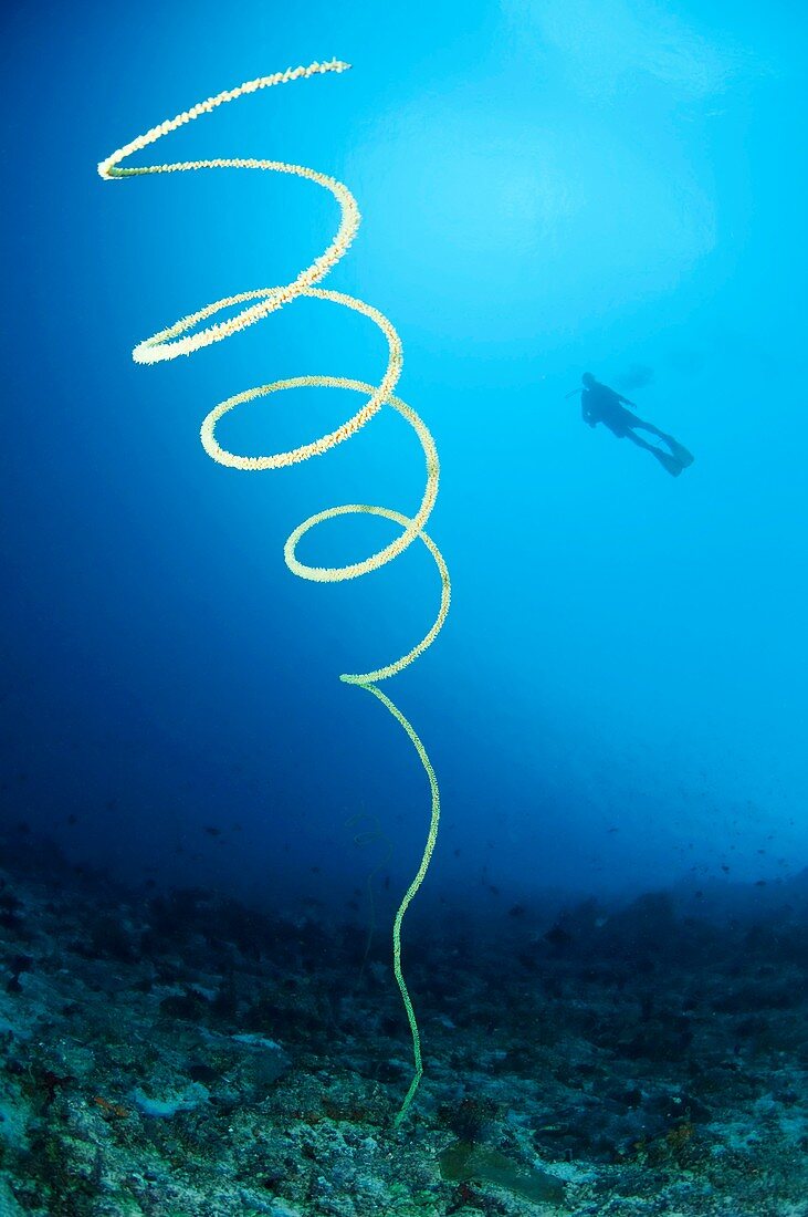 Wire coral