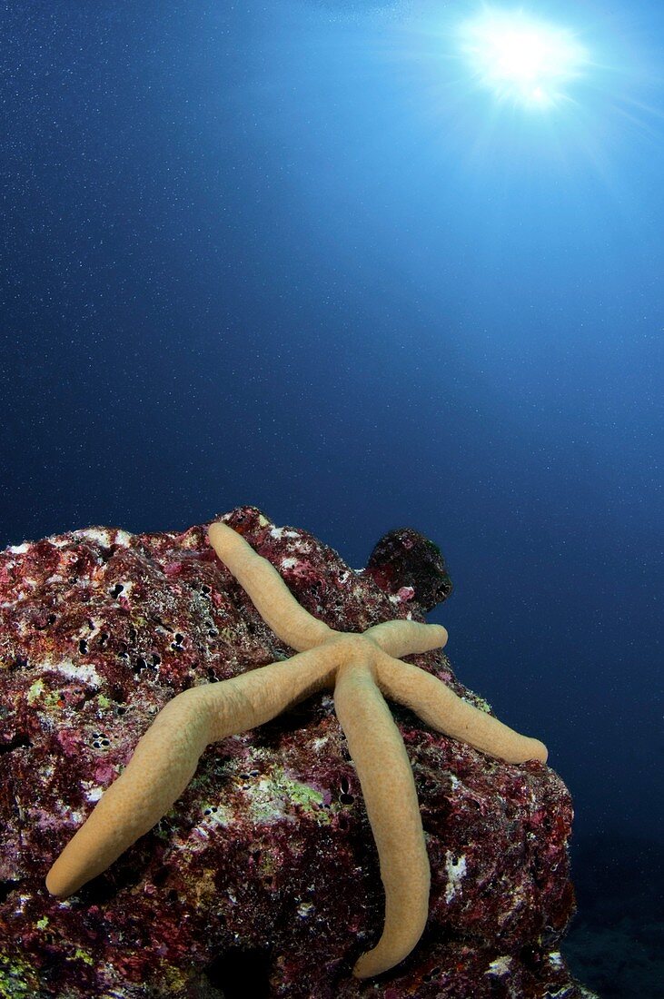 Linckia laevigata starfish