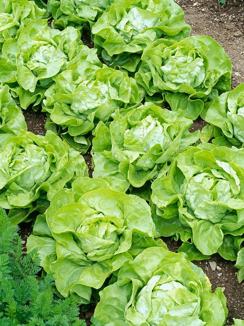Lettuce 'Unrivalled'