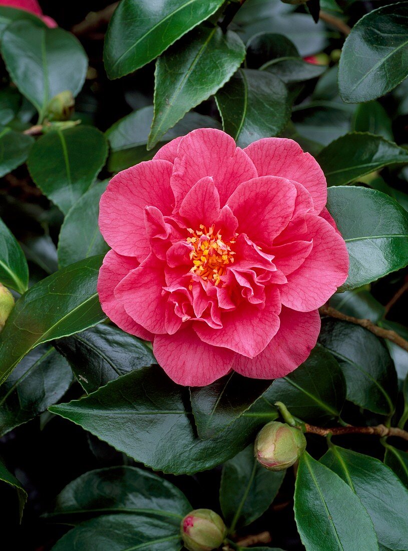 Camellia japonica 'Anna M. Page'
