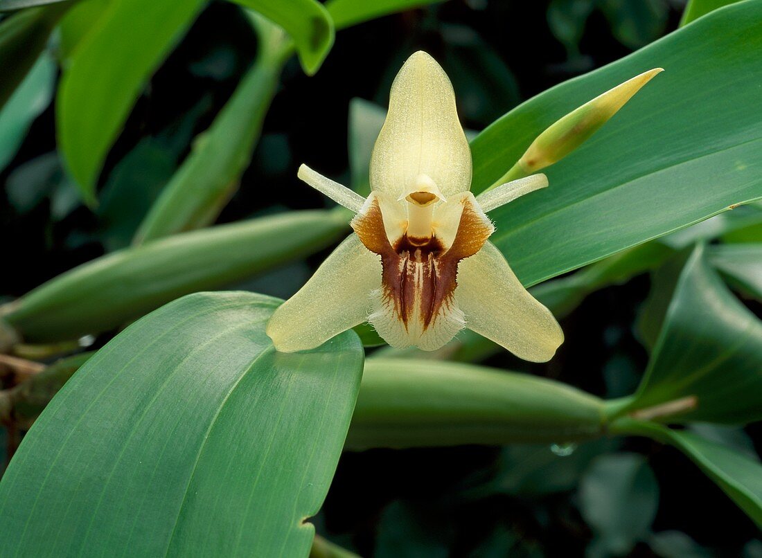 Coelogyne fulignosa