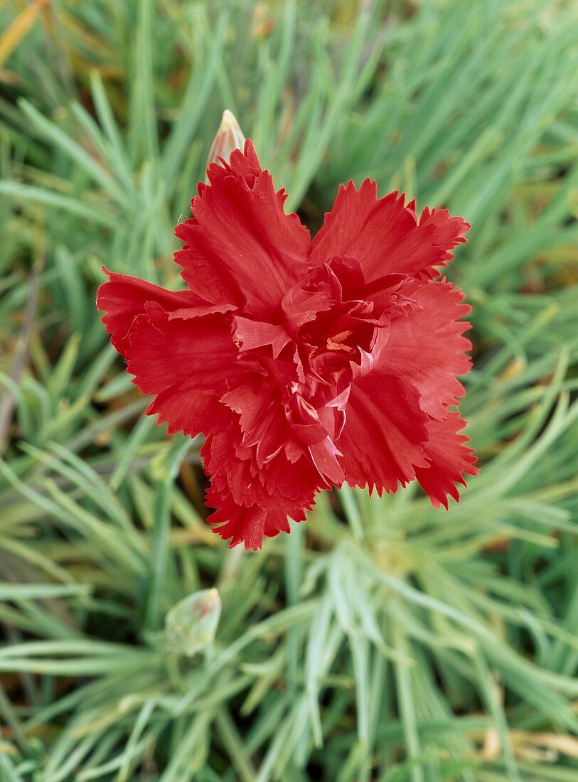 Dianthus 'Lady in Red'